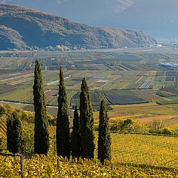 Weingut Kolbenhof | Weingut J. Hofstätter | Südtirol