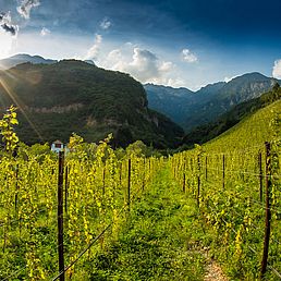 Weingut Rechtenthaler Schlossleiten | Südtirol | Tramin  Weingut Rechtenthaler Schlossleiten | Südtirol | Tramin
