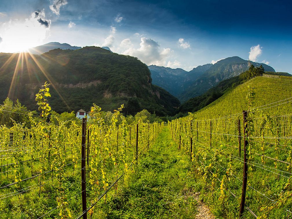 Weingut Rechtenthaler Schlossleiten | Südtirol | Tramin  Weingut Rechtenthaler Schlossleiten | Südtirol | Tramin