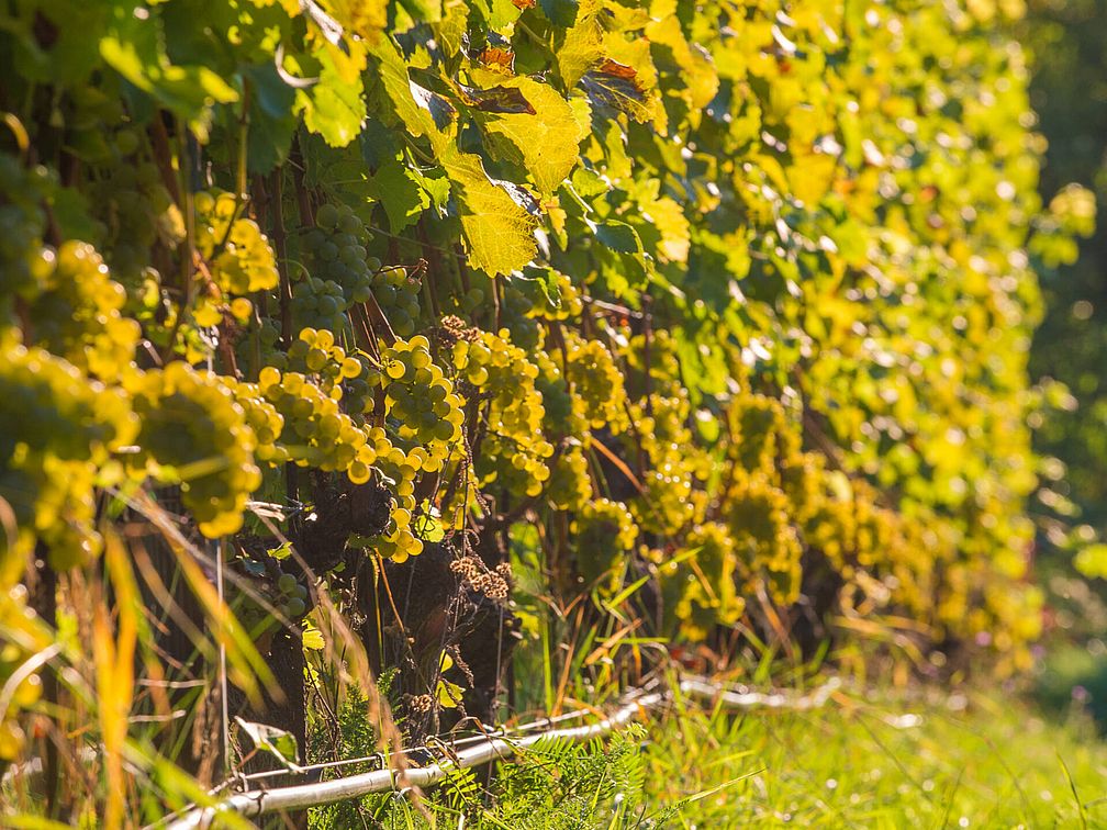 Weingut Oberkerschbaum | Weingut J. Hofstätter Weingut Oberkerschbaum | Weingut J. Hofstätter