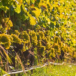 Weingut Oberkerschbaum | Weingut J. Hofstätter Weingut Oberkerschbaum | Weingut J. Hofstätter