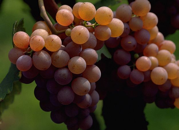 Winzer, Südtirol: Weingut J. Hofstätter, Familienbetrieb