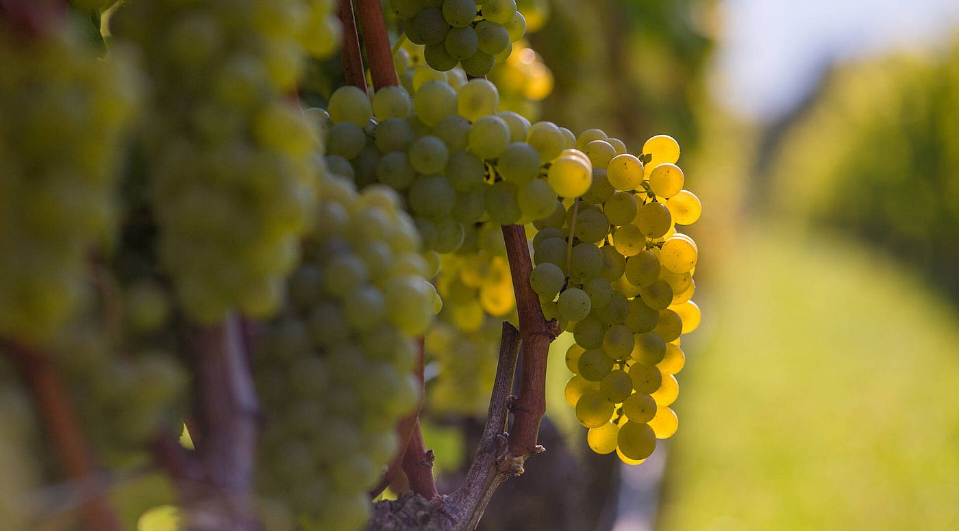 Lagenweine, Südtirol - Tramin | Weingut Hofstätter Lagenweine, Südtirol - Tramin | Weingut Hofstätter