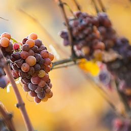 Weingut Rechtenthaler Schlossleiten | Südtirol | Tramin  Weingut Rechtenthaler Schlossleiten | Südtirol | Tramin