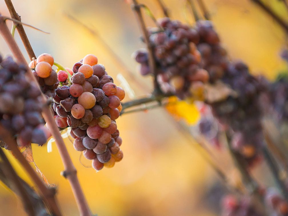 Weingut Rechtenthaler Schlossleiten | Südtirol | Tramin  Weingut Rechtenthaler Schlossleiten | Südtirol | Tramin