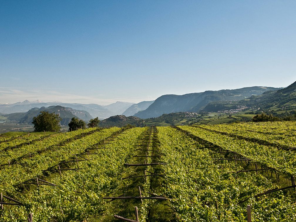 Weingut Barthenau | Weingut J. Hofstätter | Südtirol Weingut Barthenau | Weingut J. Hofstätter | Südtirol