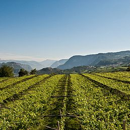 Weingut Barthenau | Weingut J. Hofstätter | Südtirol Weingut Barthenau | Weingut J. Hofstätter | Südtirol