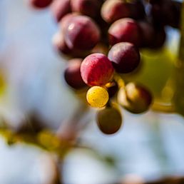 Weingut Kolbenhof | Weingut J. Hofstätter | Südtirol Weingut Kolbenhof | Weingut J. Hofstätter | Südtirol