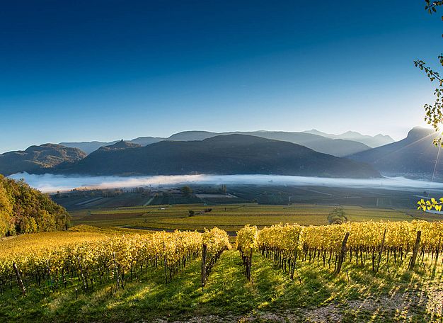 Steinraffler | Weingut J. Hofstätter | Südtirol | Tramin  Steinraffler | Weingut J. Hofstätter | Südtirol | Tramin