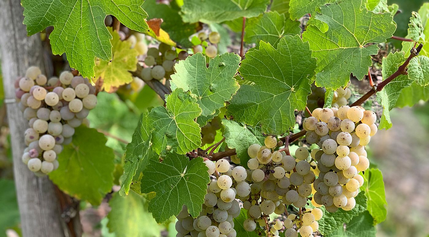 Mosel | Bockstein | Dr. Fischer | Weingut J. Hofstätter | Riesling Mosel | Bockstein | Dr. Fischer | Weingut J. Hofstätter | Riesling