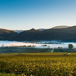 Weingut Steinraffler | Weingut J. Hofstätter Weingut Steinraffler | Weingut J. Hofstätter