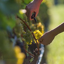 Weingut Oberkerschbaum | Weingut J. Hofstätter Weingut Oberkerschbaum | Weingut J. Hofstätter