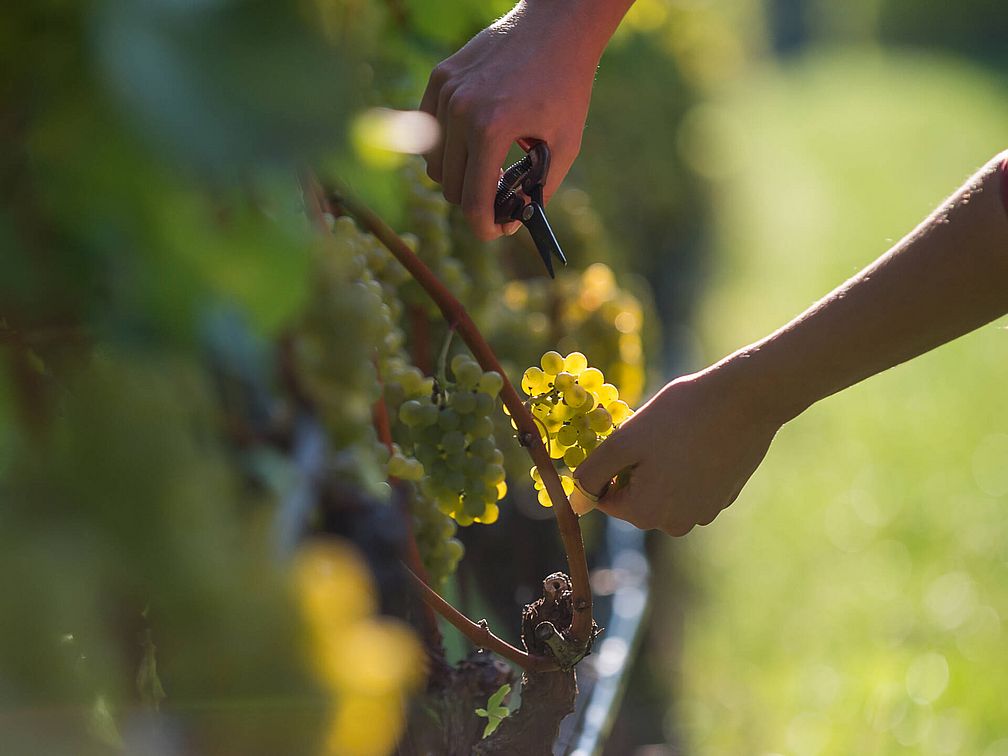 Weingut Oberkerschbaum | Weingut J. Hofstätter Weingut Oberkerschbaum | Weingut J. Hofstätter