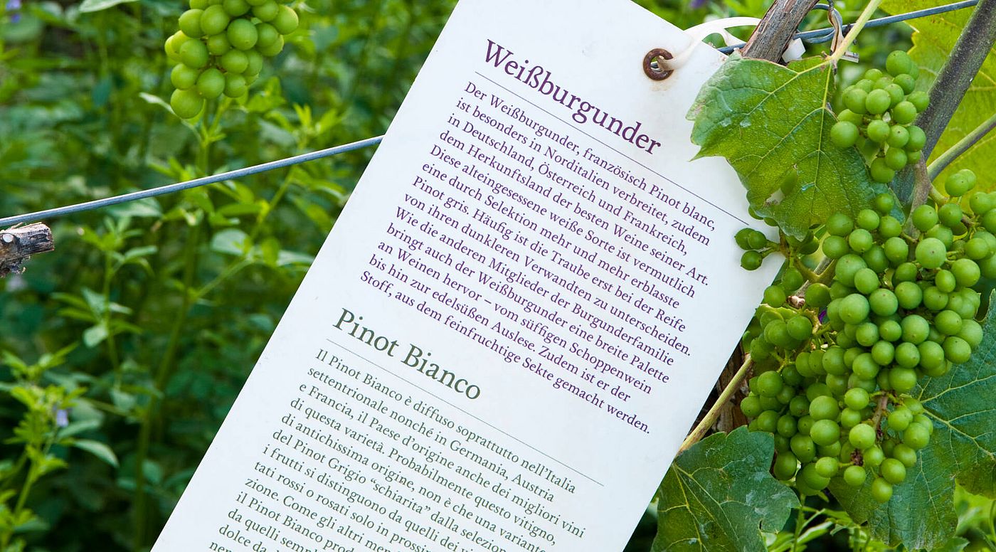 Weine kaufen | Südtirol, Lagenweine von Hofstätter Weine kaufen | Südtirol, Lagenweine von Hofstätter