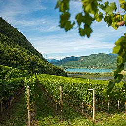 Weingut Steinraffler | Weingut J. Hofstätter Weingut Steinraffler | Weingut J. Hofstätter