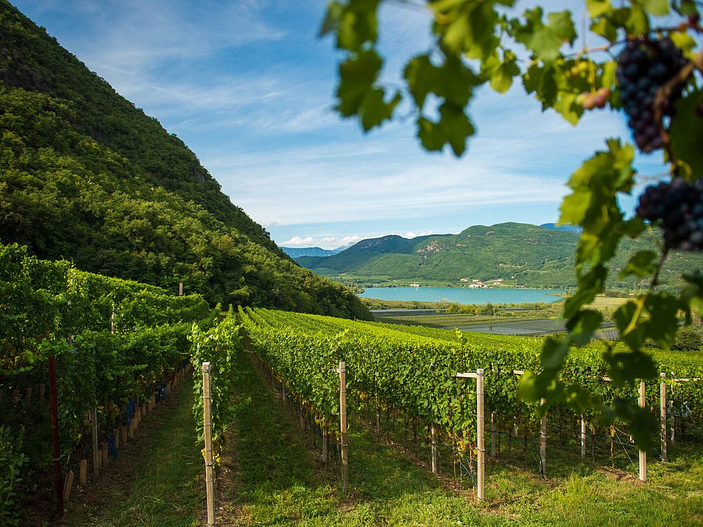 Weingut Steinraffler | Weingut J. Hofstätter Weingut Steinraffler | Weingut J. Hofstätter