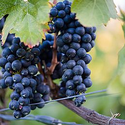 Weingut Steinraffler | Weingut J. Hofstätter Weingut Steinraffler | Weingut J. Hofstätter