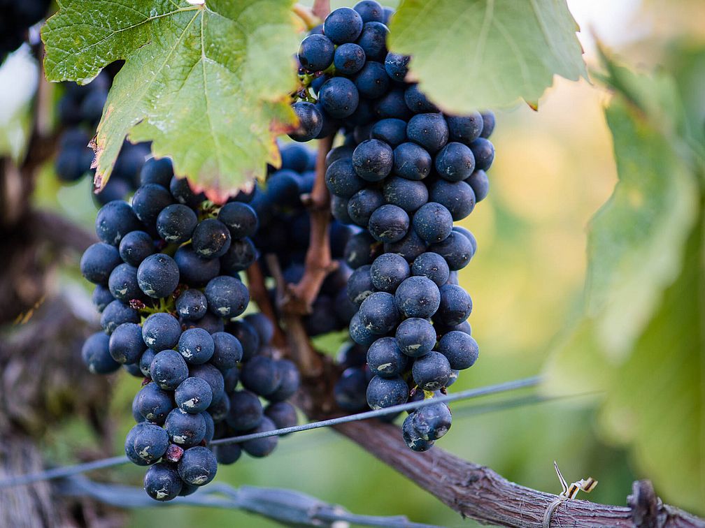 Weingut Steinraffler | Weingut J. Hofstätter Weingut Steinraffler | Weingut J. Hofstätter