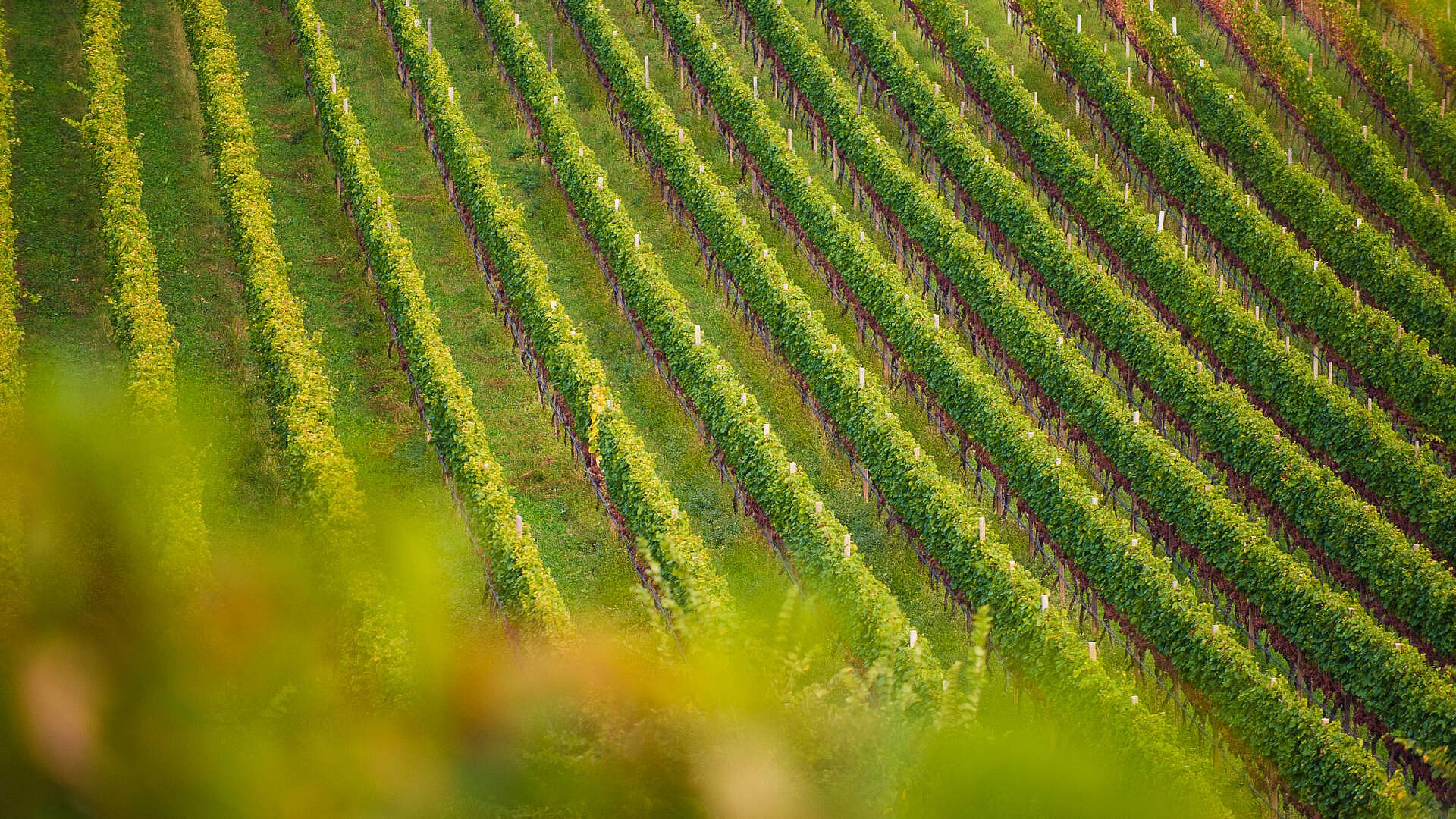 Weingut J. Hofstätter | Südtirol | Tramin  Weingut J. Hofstätter | Südtirol | Tramin