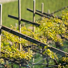 Weingut Rechtenthaler Schlossleiten | Südtirol | Tramin  Weingut Rechtenthaler Schlossleiten | Südtirol | Tramin
