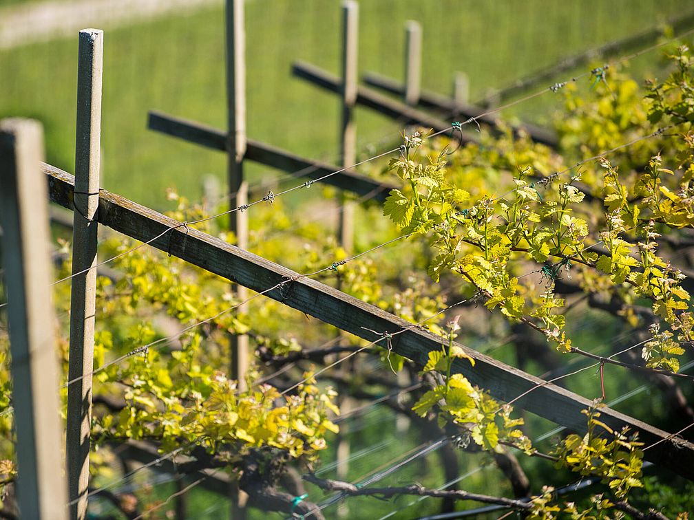 Weingut Rechtenthaler Schlossleiten | Südtirol | Tramin  Weingut Rechtenthaler Schlossleiten | Südtirol | Tramin