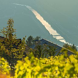 Weingut Oberkerschbaum | Weingut J. Hofstätter Weingut Oberkerschbaum | Weingut J. Hofstätter