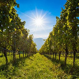 Weingut Oberkerschbaum | Weingut J. Hofstätter Weingut Oberkerschbaum | Weingut J. Hofstätter