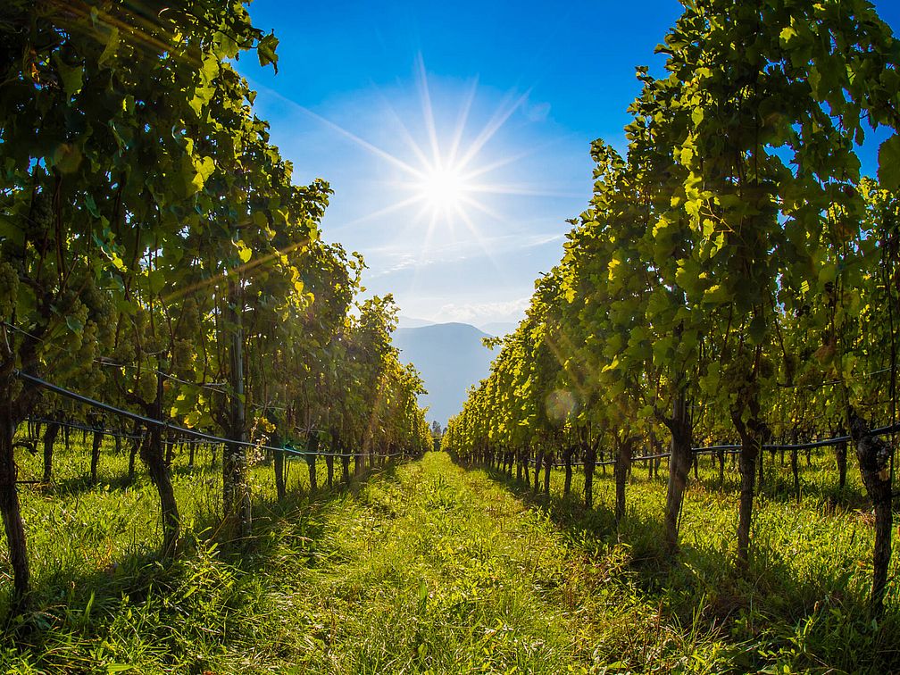 Weingut Oberkerschbaum | Weingut J. Hofstätter Weingut Oberkerschbaum | Weingut J. Hofstätter
