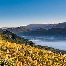 Weingut Kolbenhof | Weingut J. Hofstätter | Südtirol