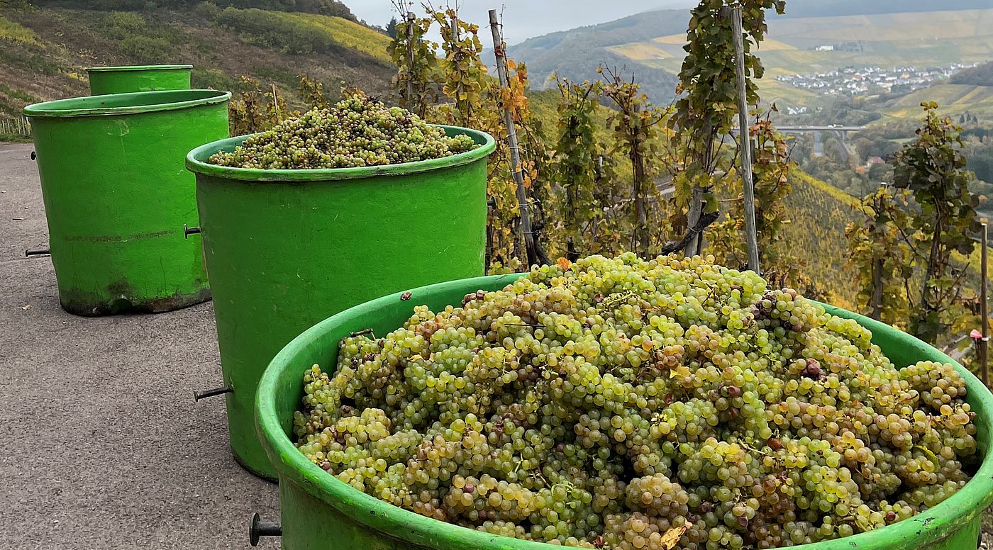 Mosel | Bockstein | Dr. Fischer | Weingut J. Hofstätter | Riesling Mosel | Bockstein | Dr. Fischer | Weingut J. Hofstätter | Riesling