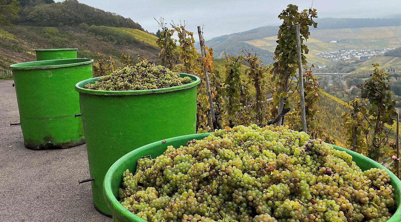 Mosel | Bockstein | Dr. Fischer | Weingut J. Hofstätter | Riesling Mosel | Bockstein | Dr. Fischer | Weingut J. Hofstätter | Riesling