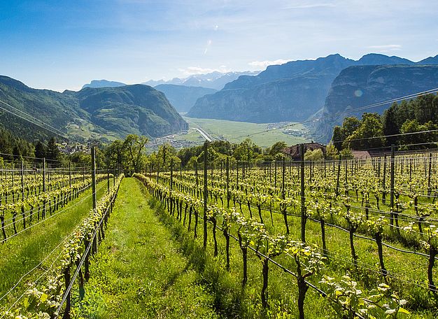 Oberkerschbaum | Weingut J. Hofstätter | Südtirol Oberkerschbaum | Weingut J. Hofstätter | Südtirol