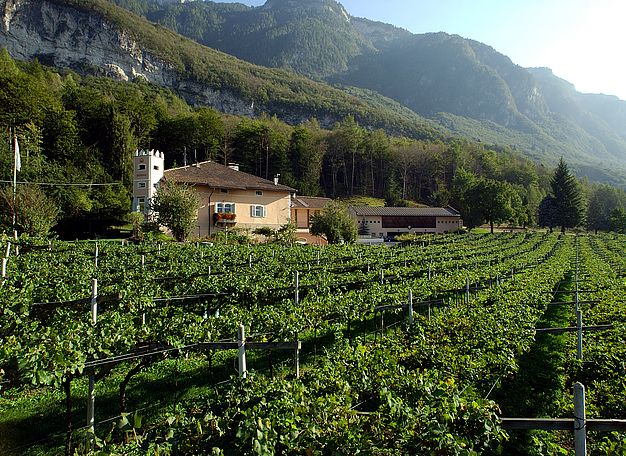 Barthenau & Yngram | Weingut J. Hofstätter | Südtirol Barthenau & Yngram | Weingut J. Hofstätter | Südtirol