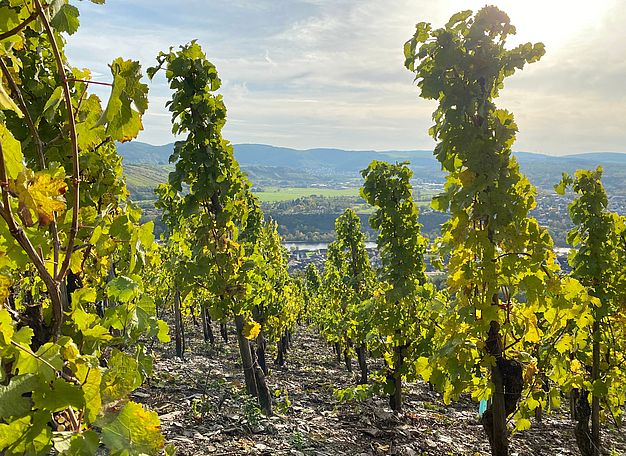 Mosel | Weingut J. Hofstätter | Südtirol | Tramin  Mosel | Weingut J. Hofstätter | Südtirol | Tramin