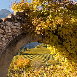 Weingut Rechtenthaler Schlossleiten | Südtirol | Tramin  Weingut Rechtenthaler Schlossleiten | Südtirol | Tramin