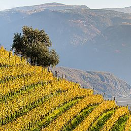 Weingut Kolbenhof | Weingut J. Hofstätter | Südtirol Weingut Kolbenhof | Weingut J. Hofstätter | Südtirol