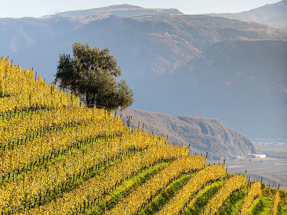 Weingut Kolbenhof | Weingut J. Hofstätter | Südtirol Weingut Kolbenhof | Weingut J. Hofstätter | Südtirol