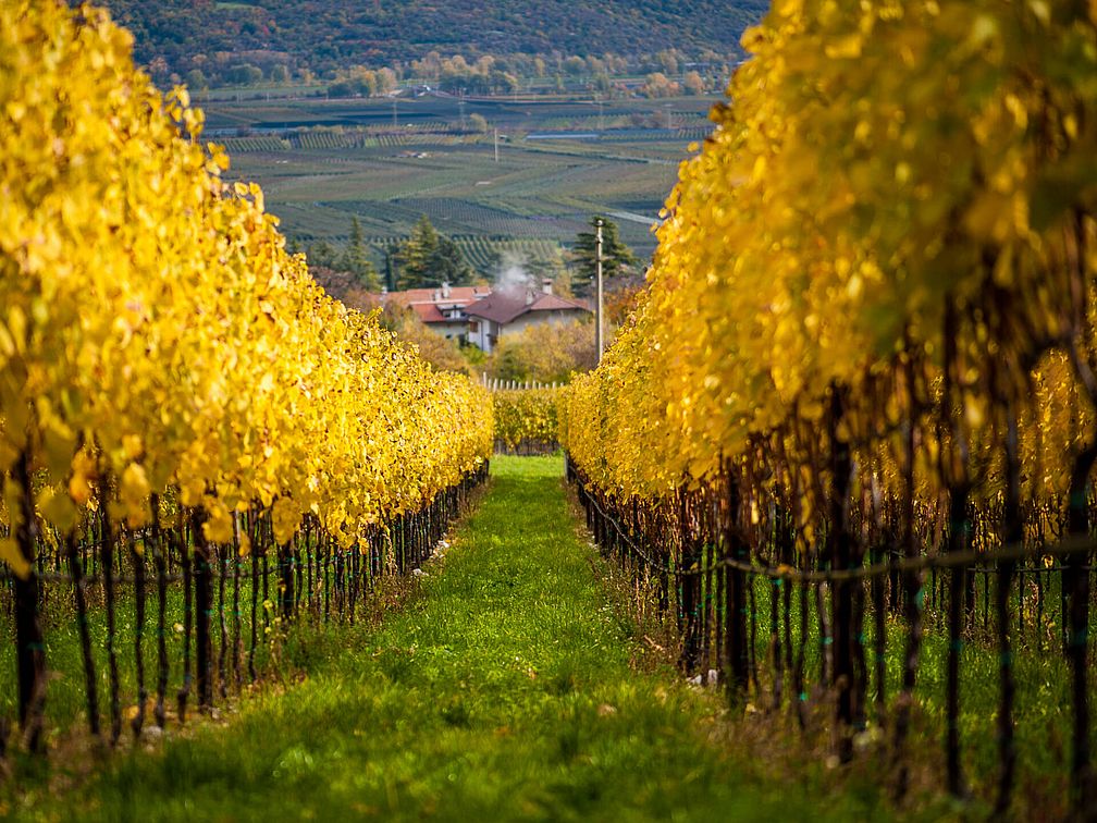 Weingut Kolbenhof | Weingut J. Hofstätter | Südtirol Weingut Kolbenhof | Weingut J. Hofstätter | Südtirol
