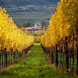 Weingut Kolbenhof | Weingut J. Hofstätter | Südtirol Weingut Kolbenhof | Weingut J. Hofstätter | Südtirol