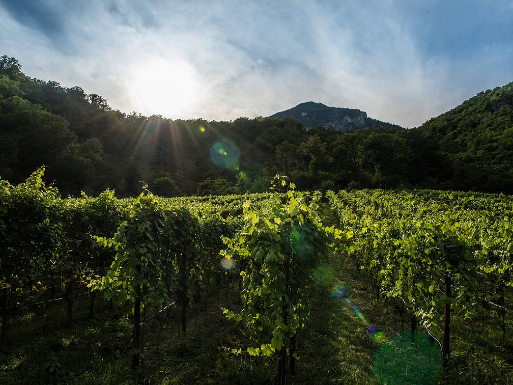 Weingut Steinraffler | Weingut J. Hofstätter Weingut Steinraffler | Weingut J. Hofstätter