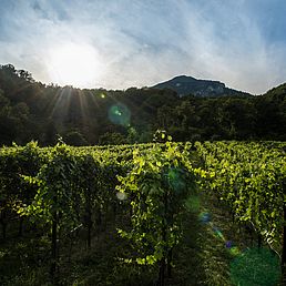 Weingut Steinraffler | Weingut J. Hofstätter Weingut Steinraffler | Weingut J. Hofstätter