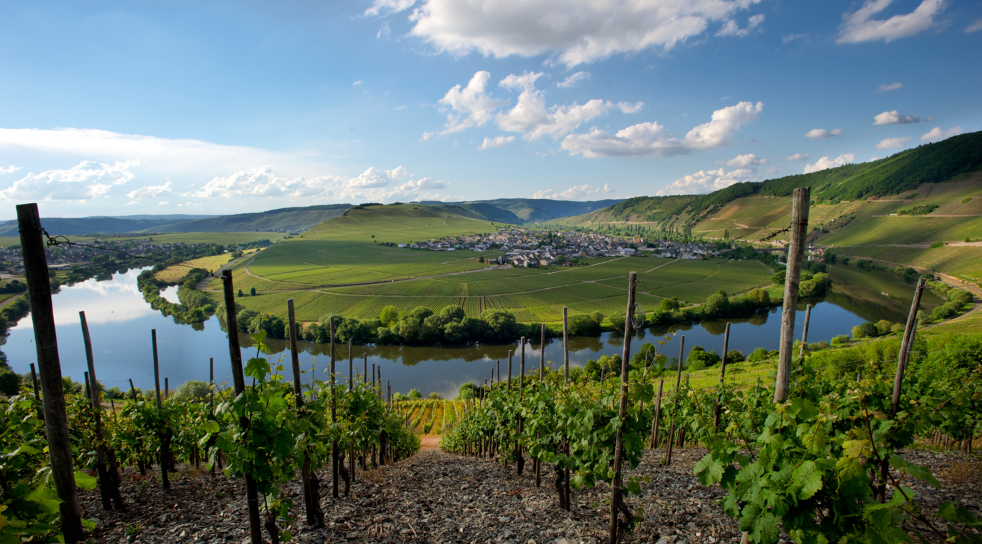 Mosel | Bockstein | Dr. Fischer | Weingut J. Hofstätter | Riesling Mosel | Bockstein | Dr. Fischer | Weingut J. Hofstätter | Riesling