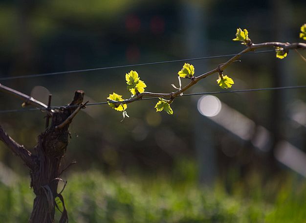 Winzer, Südtirol: Weingut J. Hofstätter, Familienbetrieb