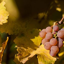 Weingut Kolbenhof | Weingut J. Hofstätter | Südtirol