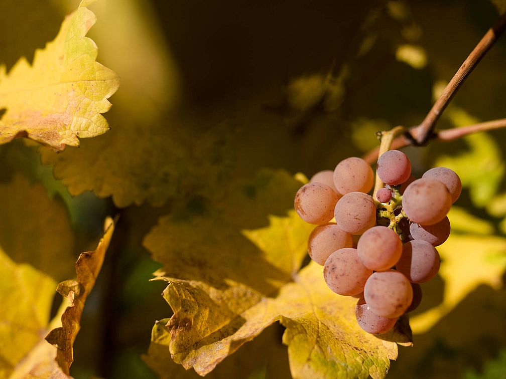 Weingut Kolbenhof | Weingut J. Hofstätter | Südtirol