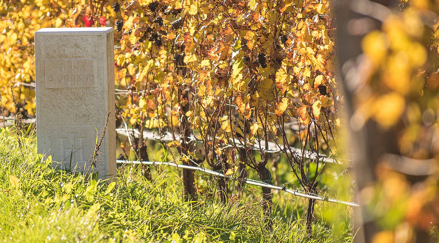 Lagenweine, Südtirol - Tramin | Weingut Hofstätter Lagenweine, Südtirol - Tramin | Weingut Hofstätter